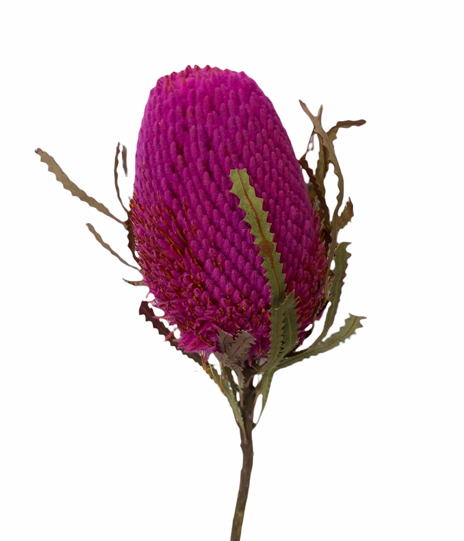 Native Flowers | Dry Flowers Traders