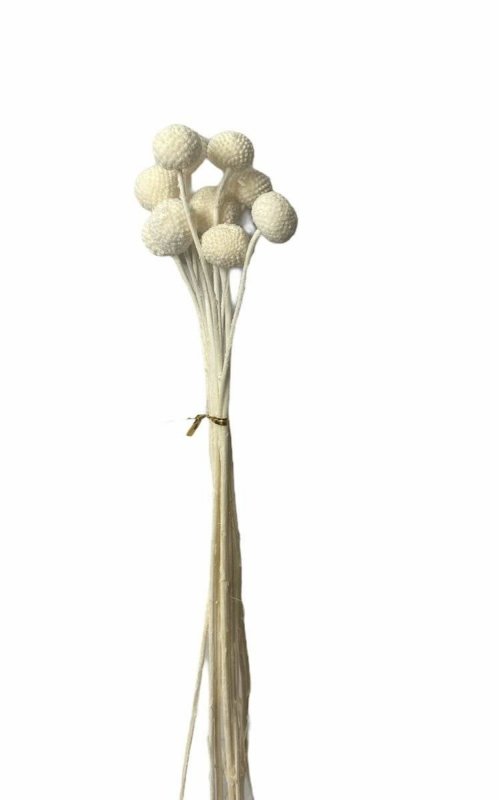 Billy Button (Pycnosorus) - Dry Flowers Traders