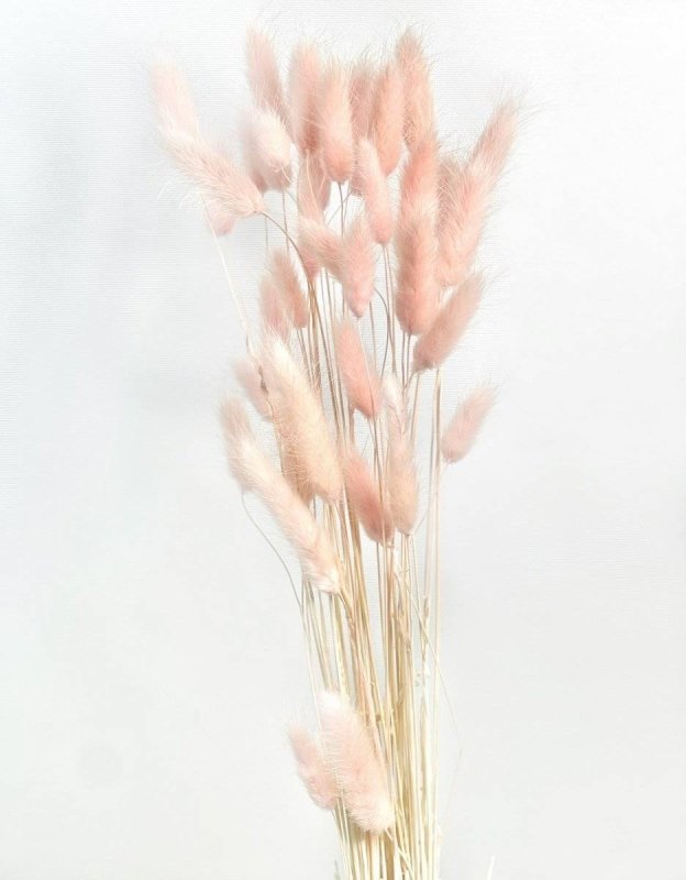 Bunny Tails (Lagurus ovatus) - Dry Flowers Traders