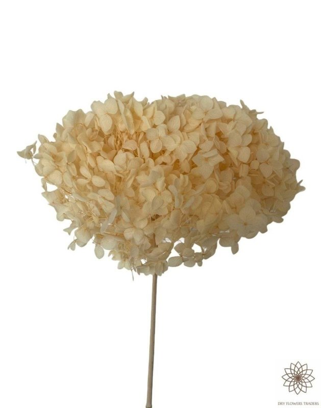 Hydrangea's (Annabelle Variety) Macrophylla - Dry Flowers Traders