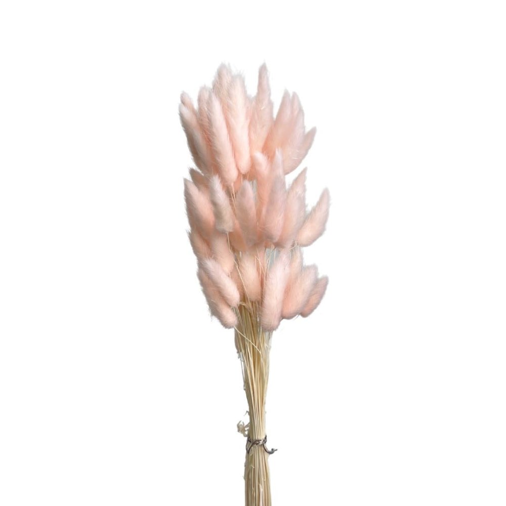 Bunny Tails (Lagurus ovatus) - Dry Flowers Traders | Dried and Preserved Flowers