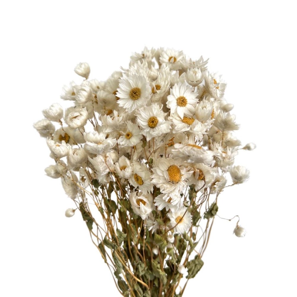 Dry Daisy (Mmobium winged) - Dry Flowers Traders | Dried Flower