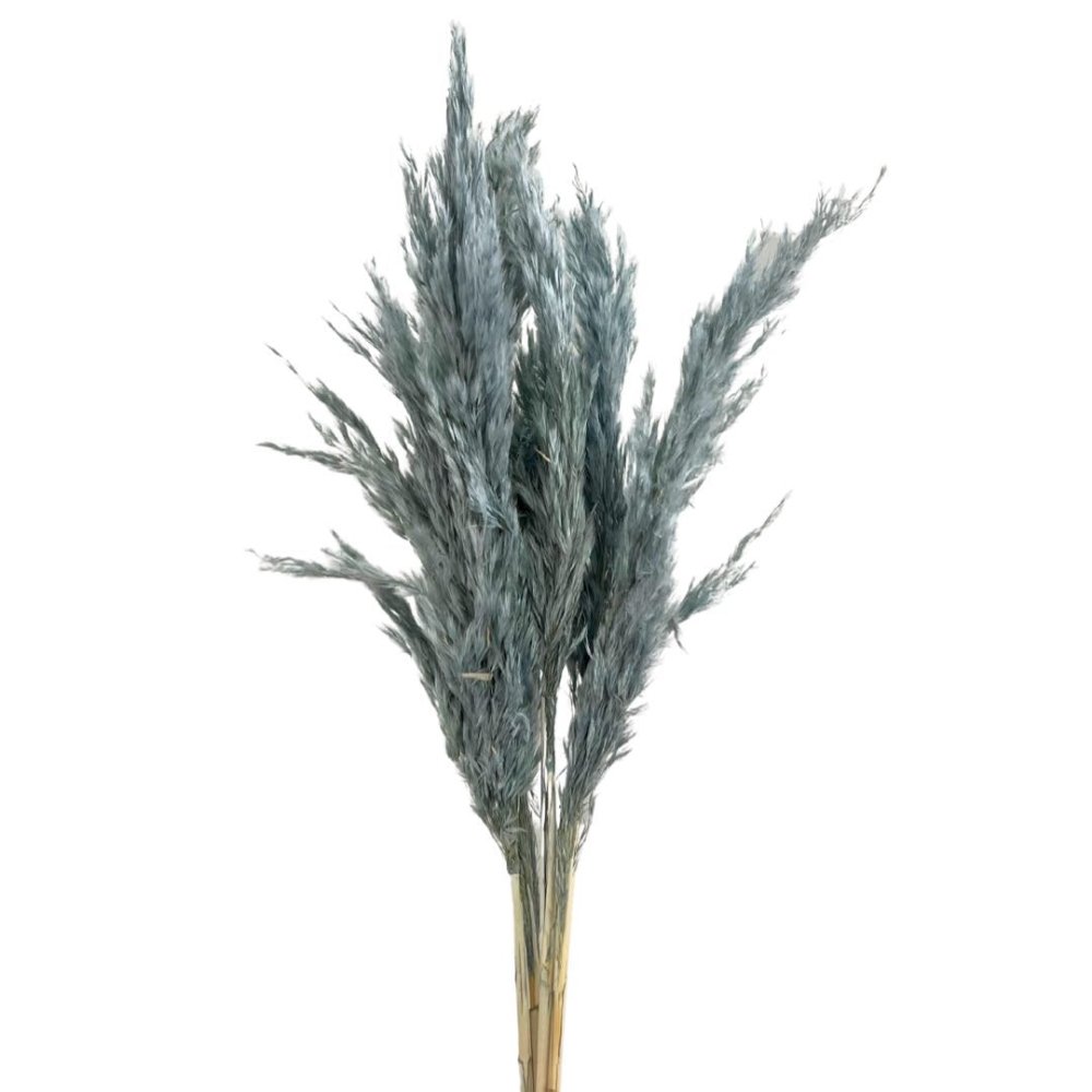 Mini Pampas Grass or Brush the Dust (Cortaderia selloana) - Dry Flowers Traders | Dried and Preserved Flowers