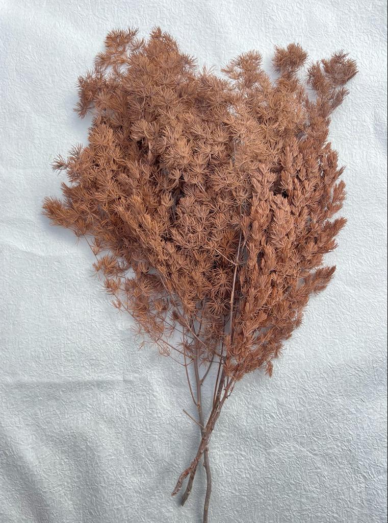 Ming Fern - Asparagus myriocladus - Dry Flowers Traders | Dried and Preserved Flowers