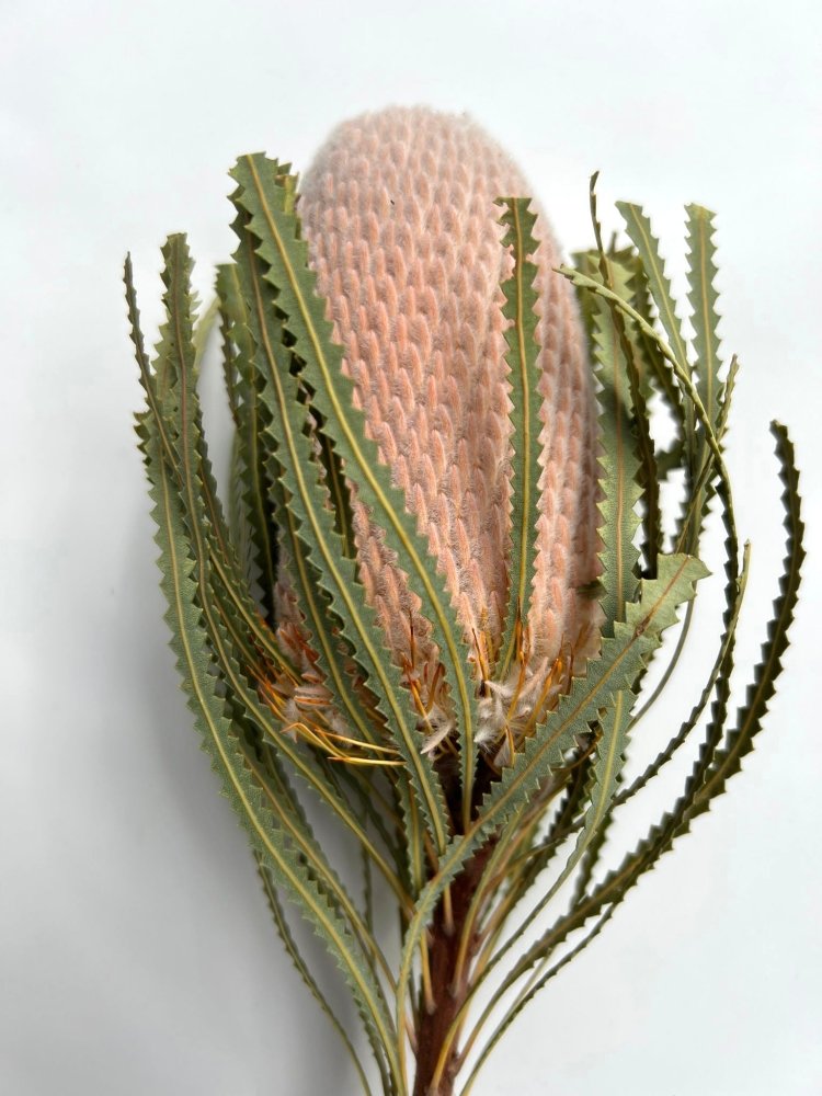 Hookeriana Banksia - Dry Flowers Traders | Dried and Preserved Flowers