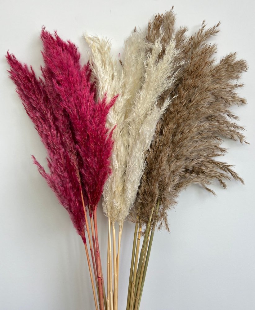 Mini Pampas Grass or Brush the Dust (Cortaderia selloana) - Dry Flowers Traders | Dried and Preserved Flowers