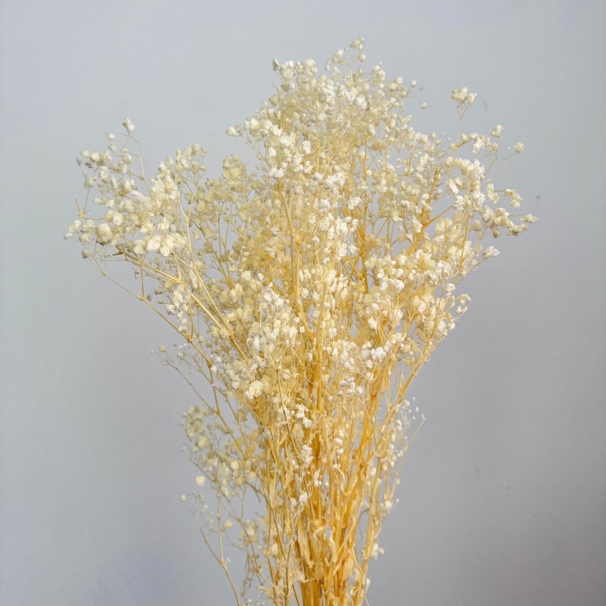 Baby Breath (Gypsophila) - Dry Flowers Traders | Dried and Preserved Flowers