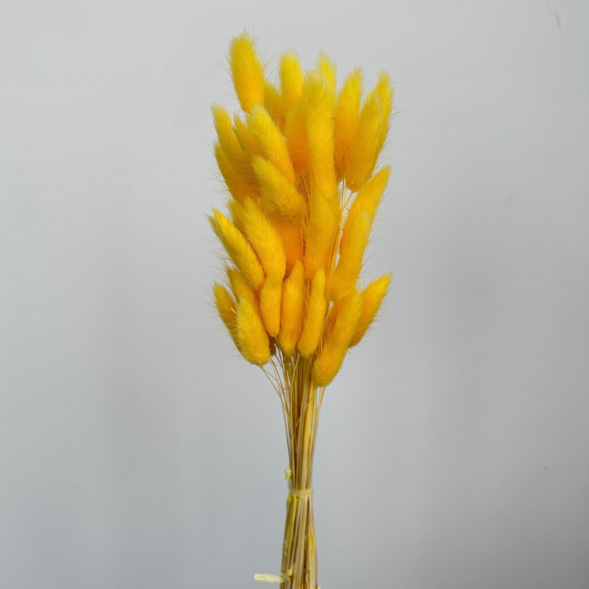 Bunny Tails (Lagurus ovatus) - Dry Flowers Traders | Dried and Preserved Flowers