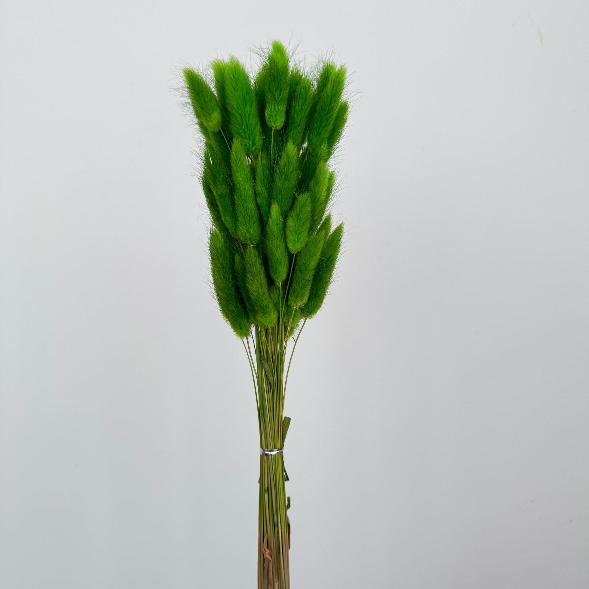 Bunny Tails (Lagurus ovatus) - Dry Flowers Traders | Dried and Preserved Flowers