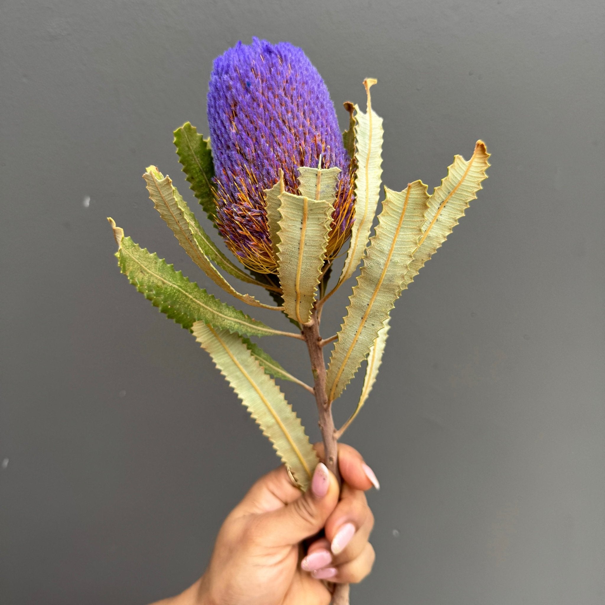 Hookeriana Banksia - Dry Flowers Traders | Dried and Preserved Flowers