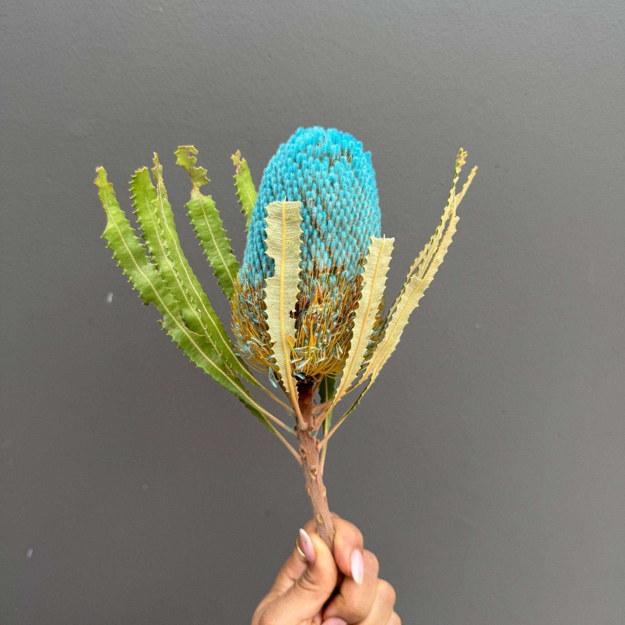 Hookeriana Banksia - Dry Flowers Traders | Dried and Preserved Flowers