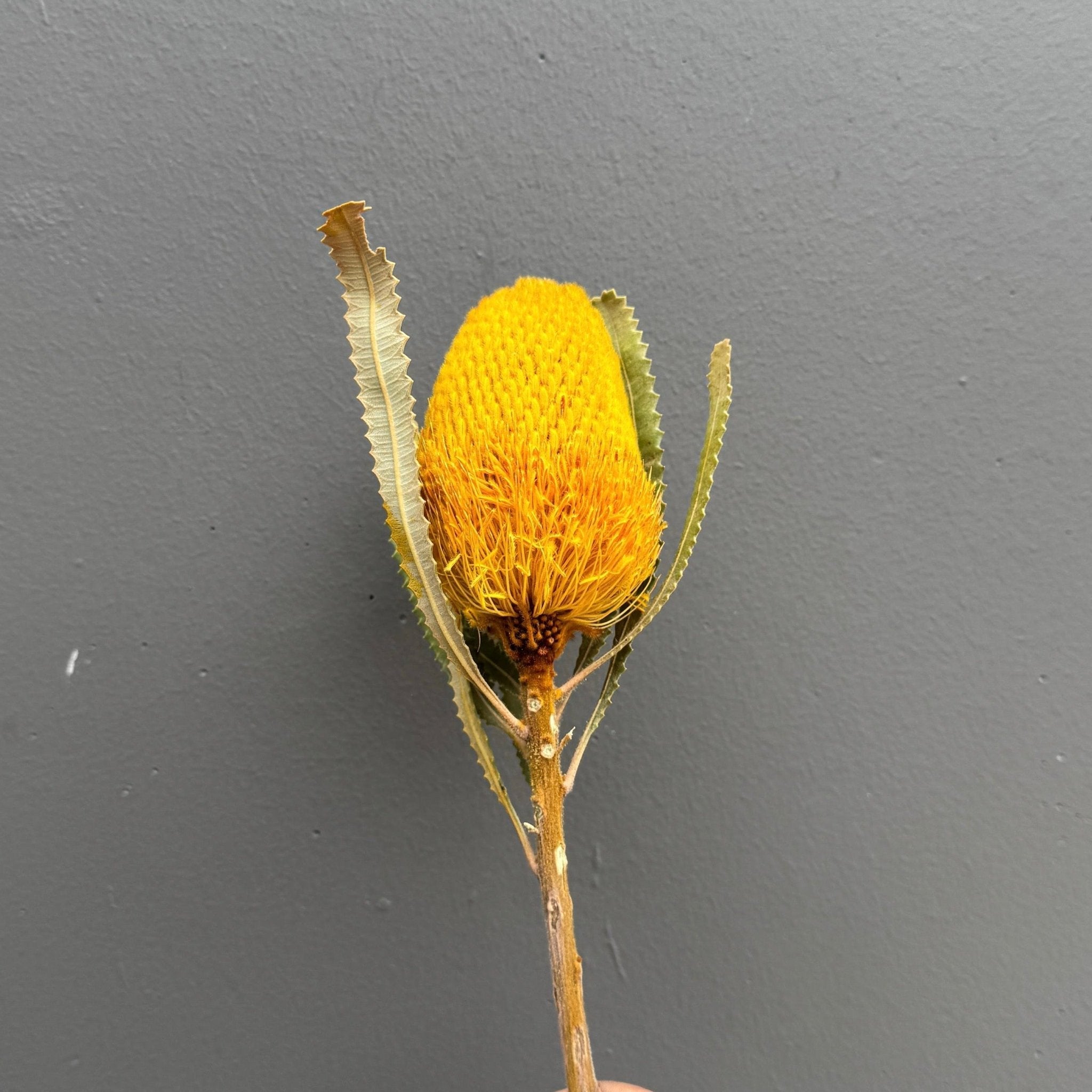 Hookeriana Banksia - Dry Flowers Traders | Dried and Preserved Flowers