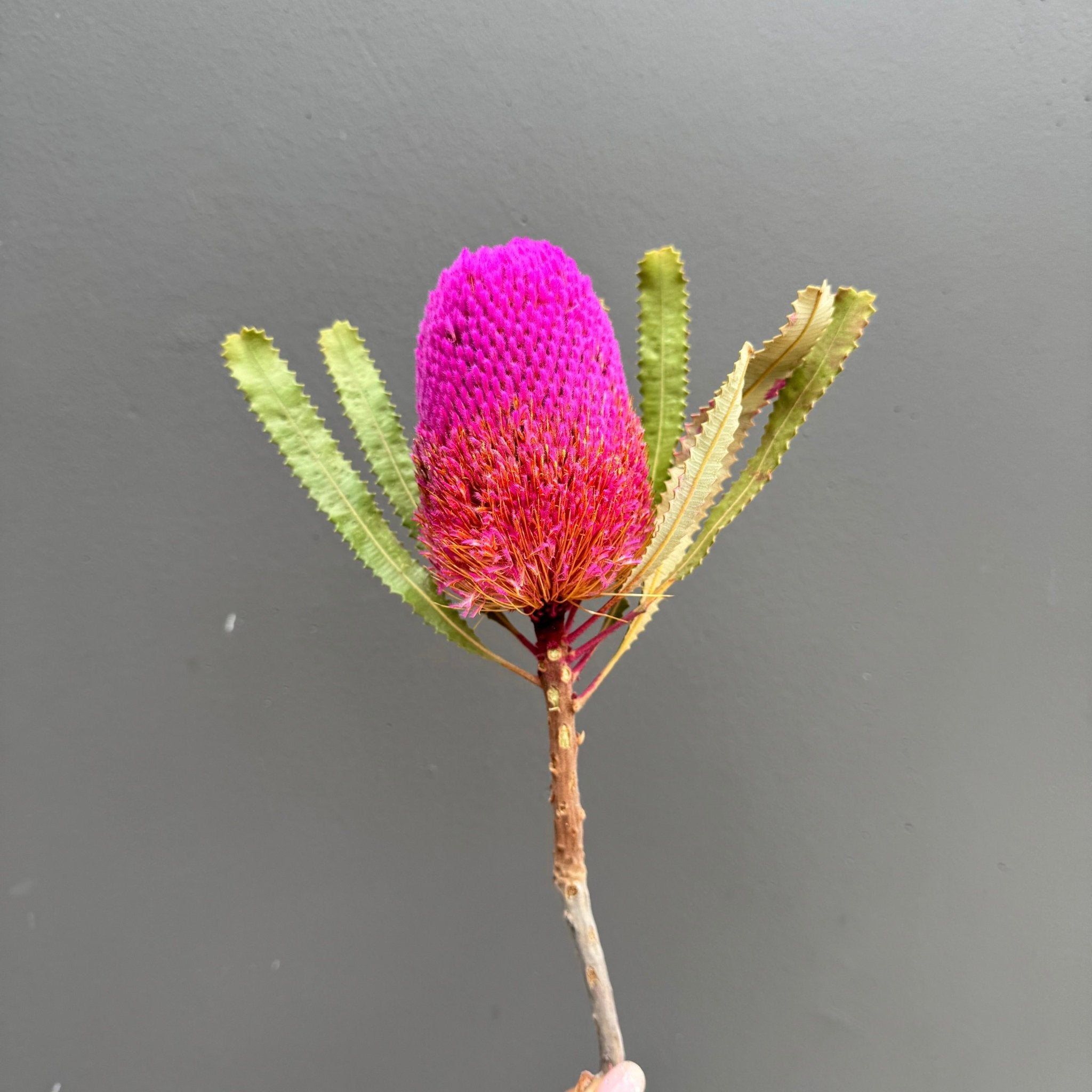 Hookeriana Banksia - Dry Flowers Traders | Dried and Preserved Flowers