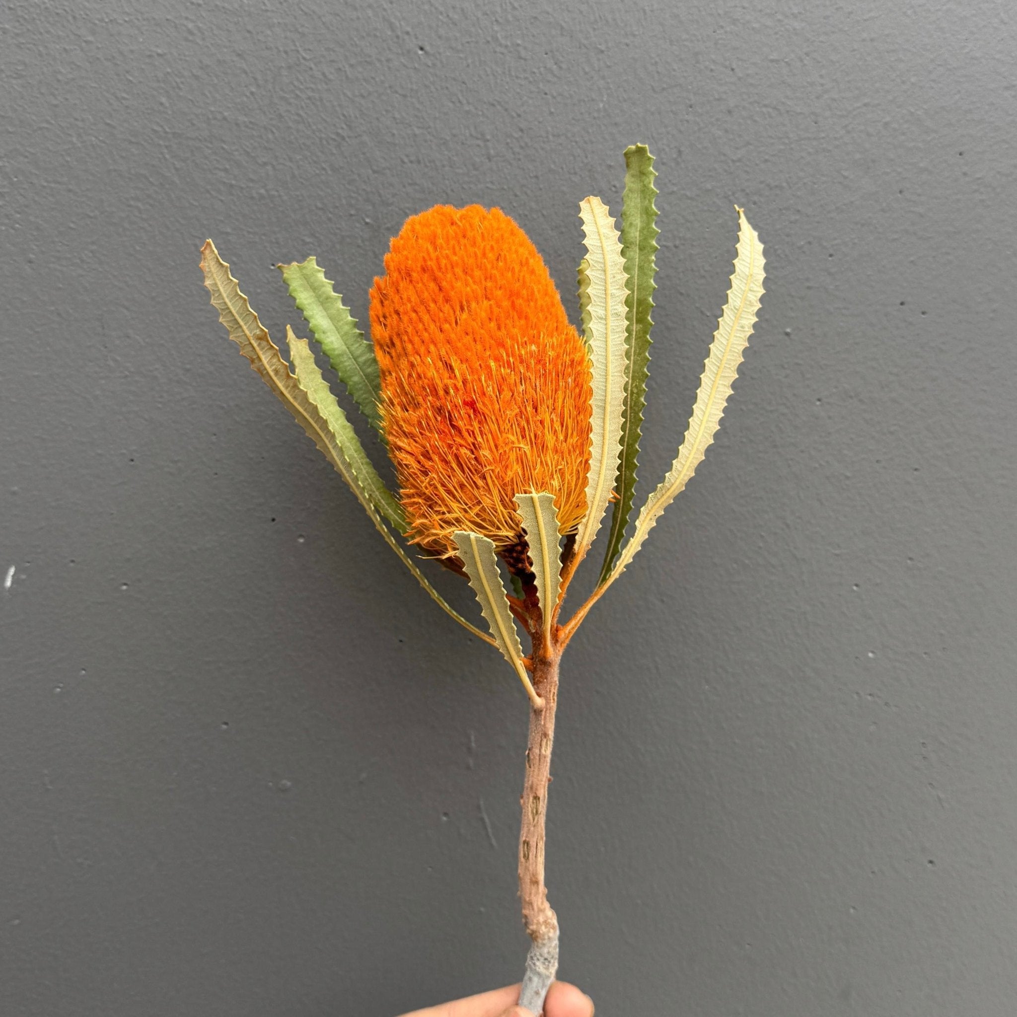 Hookeriana Banksia - Dry Flowers Traders | Dried and Preserved Flowers