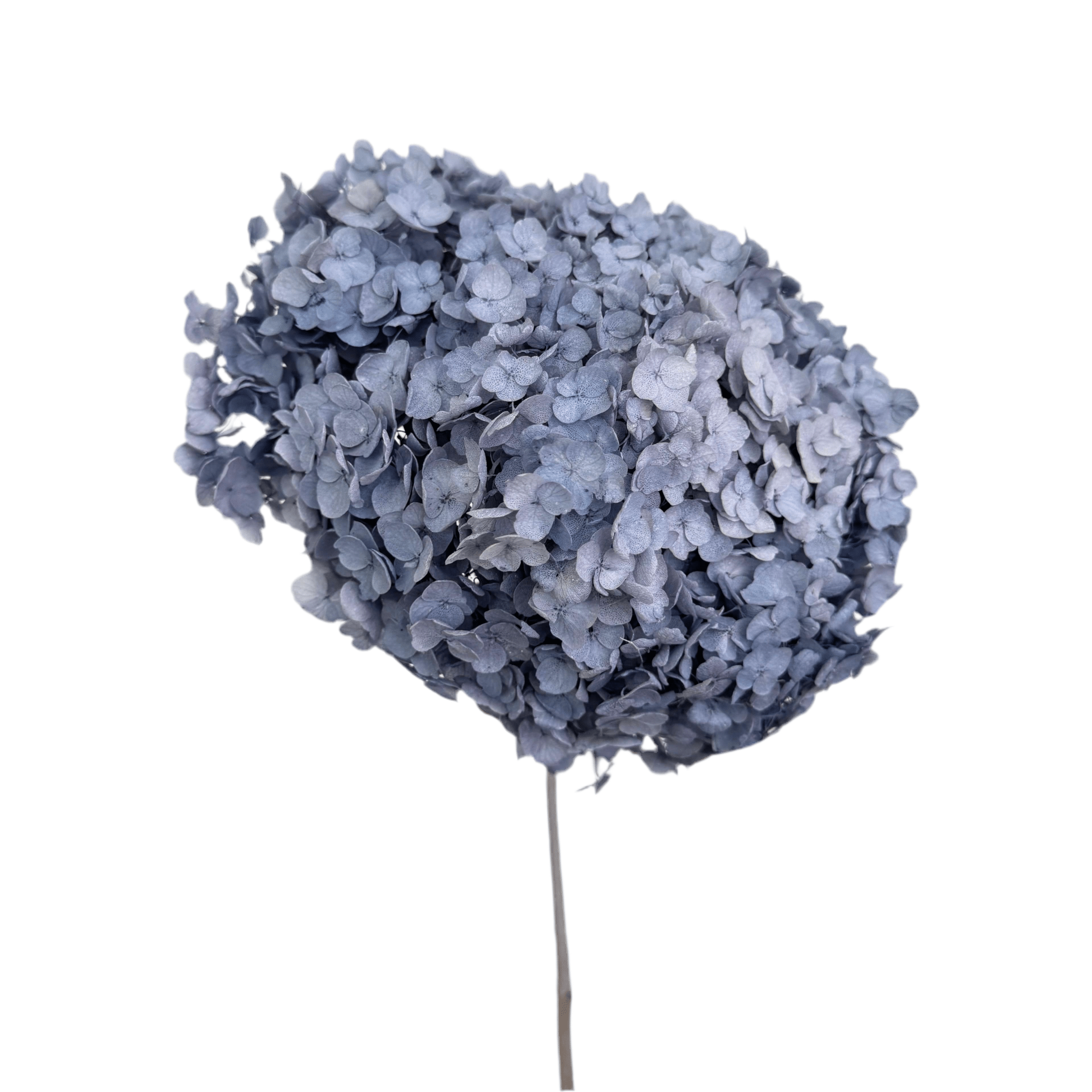 Hydrangea Macrophylla (Annabelle) - Dry Flowers Traders | Preserved Flowers