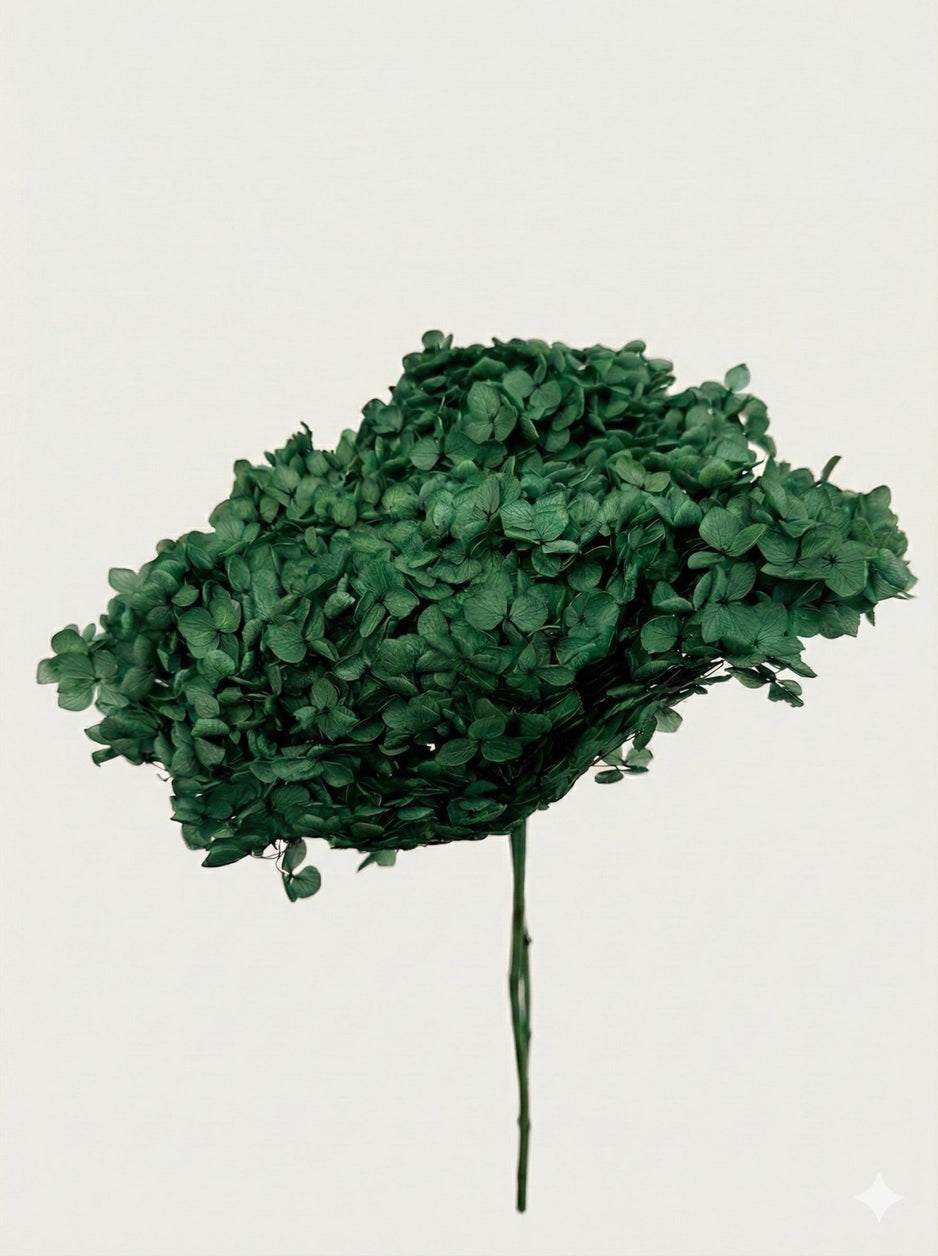 Hydrangea Macrophylla (Annabelle) - Dry Flowers Traders | Preserved Flowers