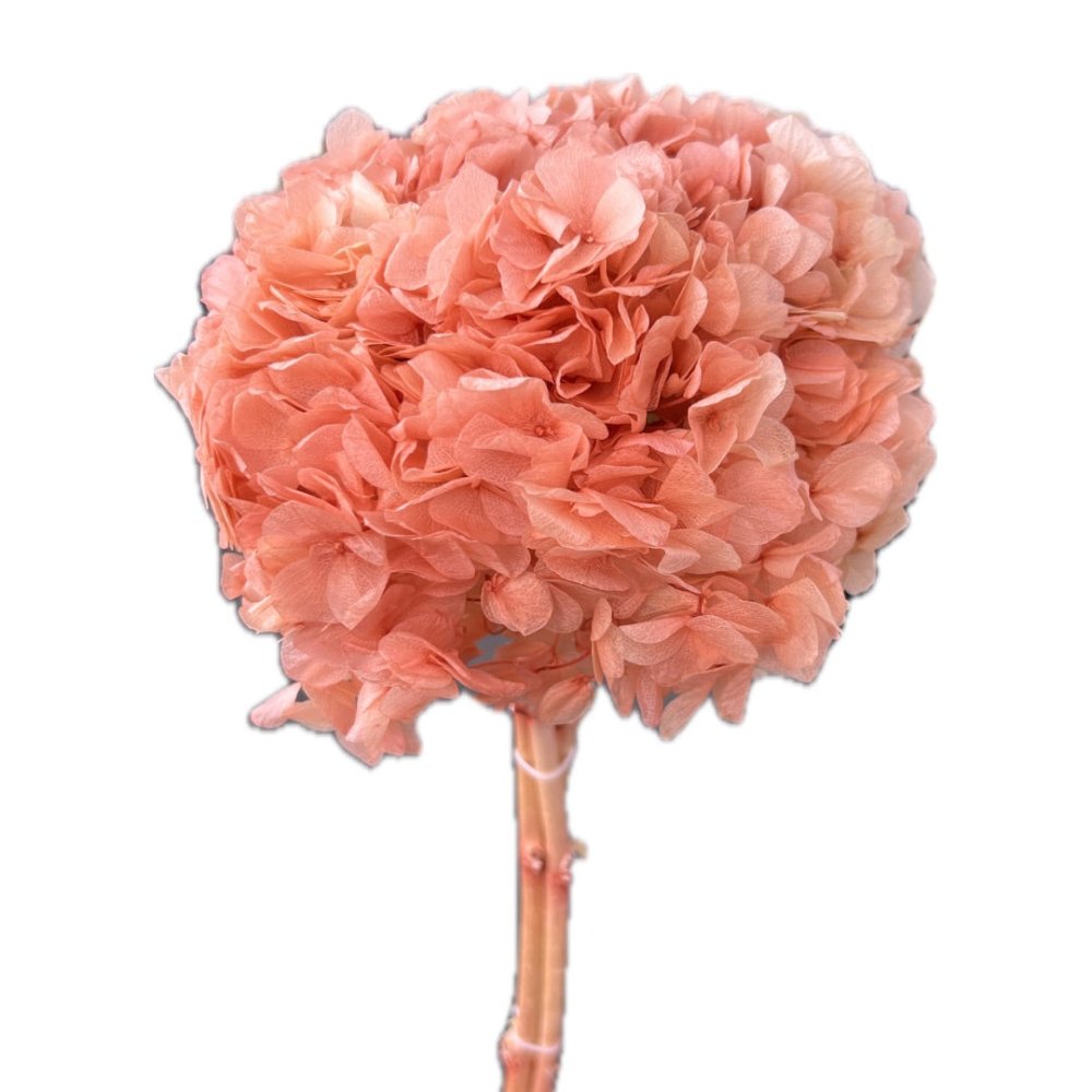 Hydrangea's (Big Petals) Macrophylla - Dry Flowers Traders | Dried and Preserved Flowers