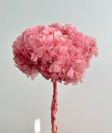 Hydrangea's (Big Petals) Macrophylla - Dry Flowers Traders | Dried and Preserved Flowers