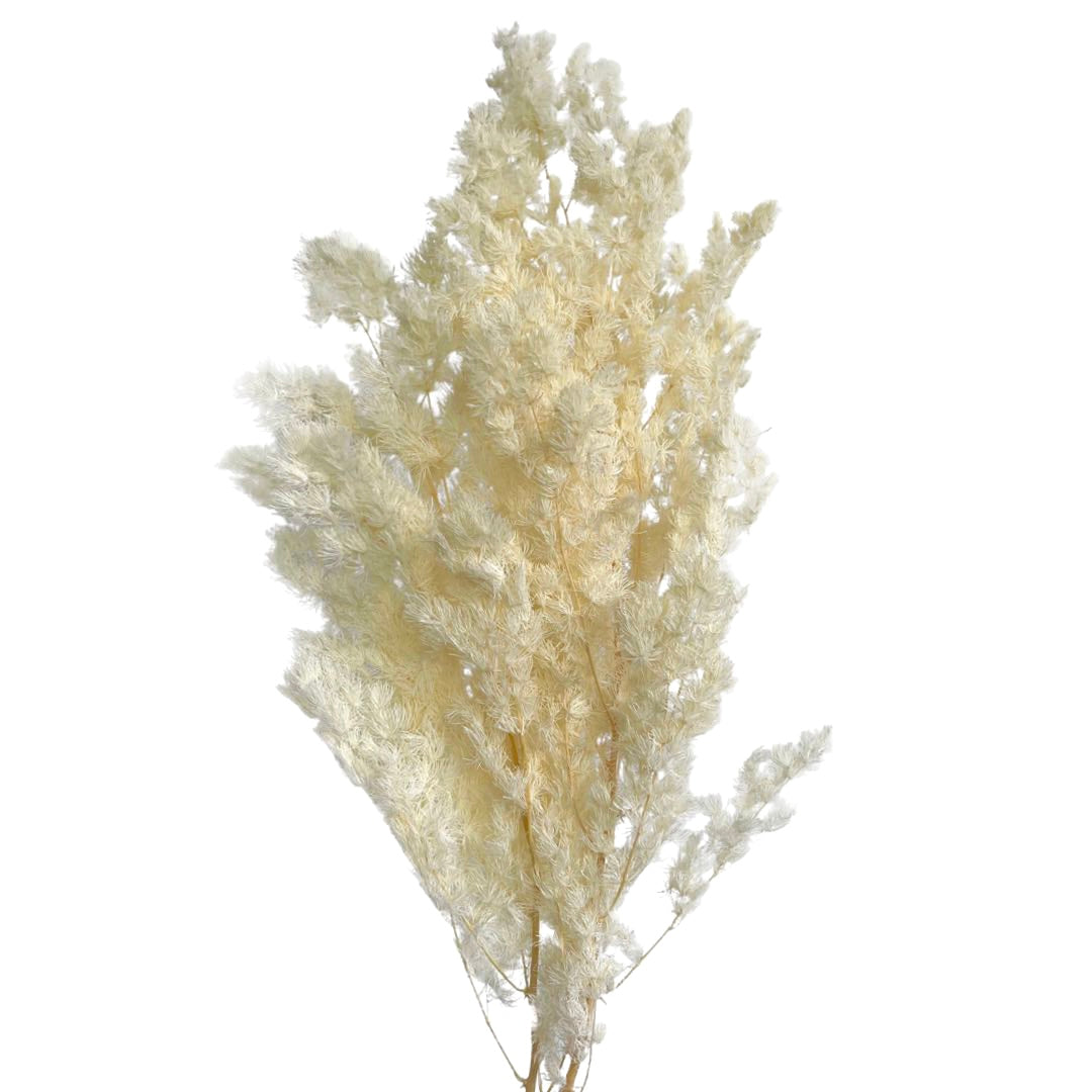 Ming Fern - Asparagus myriocladus