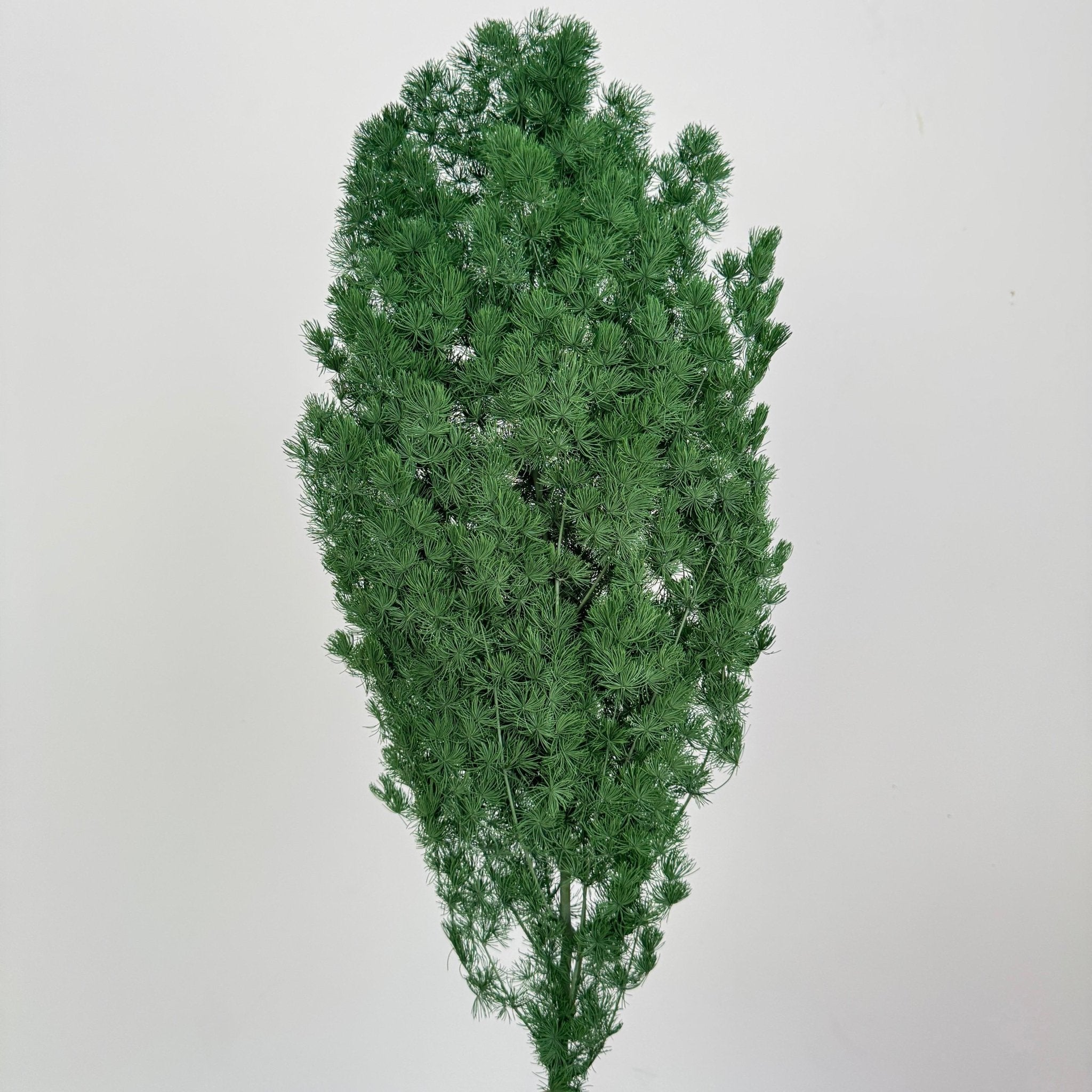 Ming Fern - Asparagus myriocladus - Dry Flowers Traders | Preserved Flowers