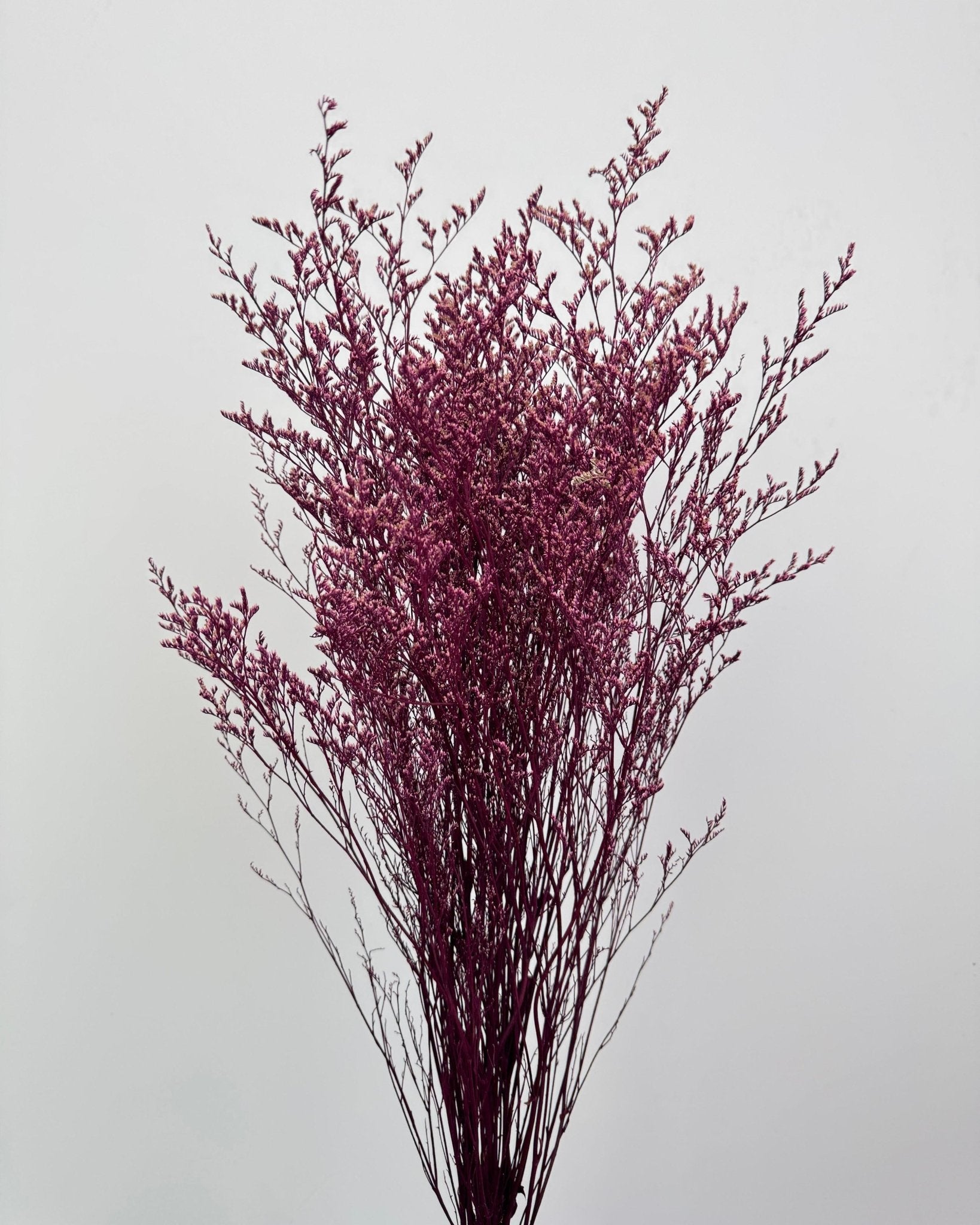 Misty (Limonium) - Dry Flowers Traders | Dried and Preserved Flowers