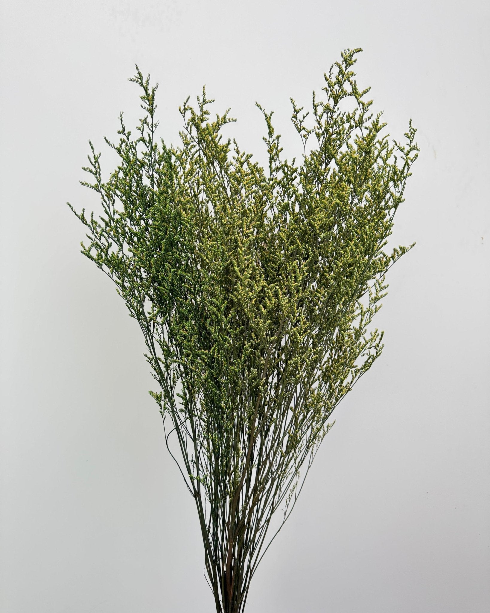 Misty (Limonium) - Dry Flowers Traders | Dried and Preserved Flowers