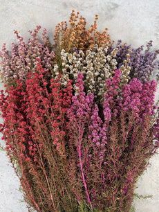Native Tea Tree - Leptospermum scoparium - Dry Flowers Traders | Dried and Preserved Flowers