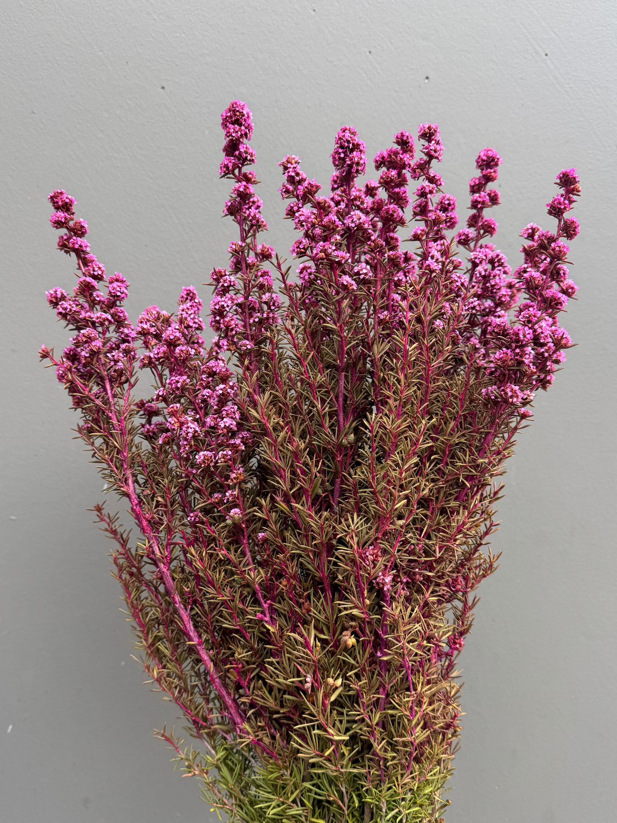 Native Tea Tree - Leptospermum scoparium - Dry Flowers Traders | Dried and Preserved Flowers