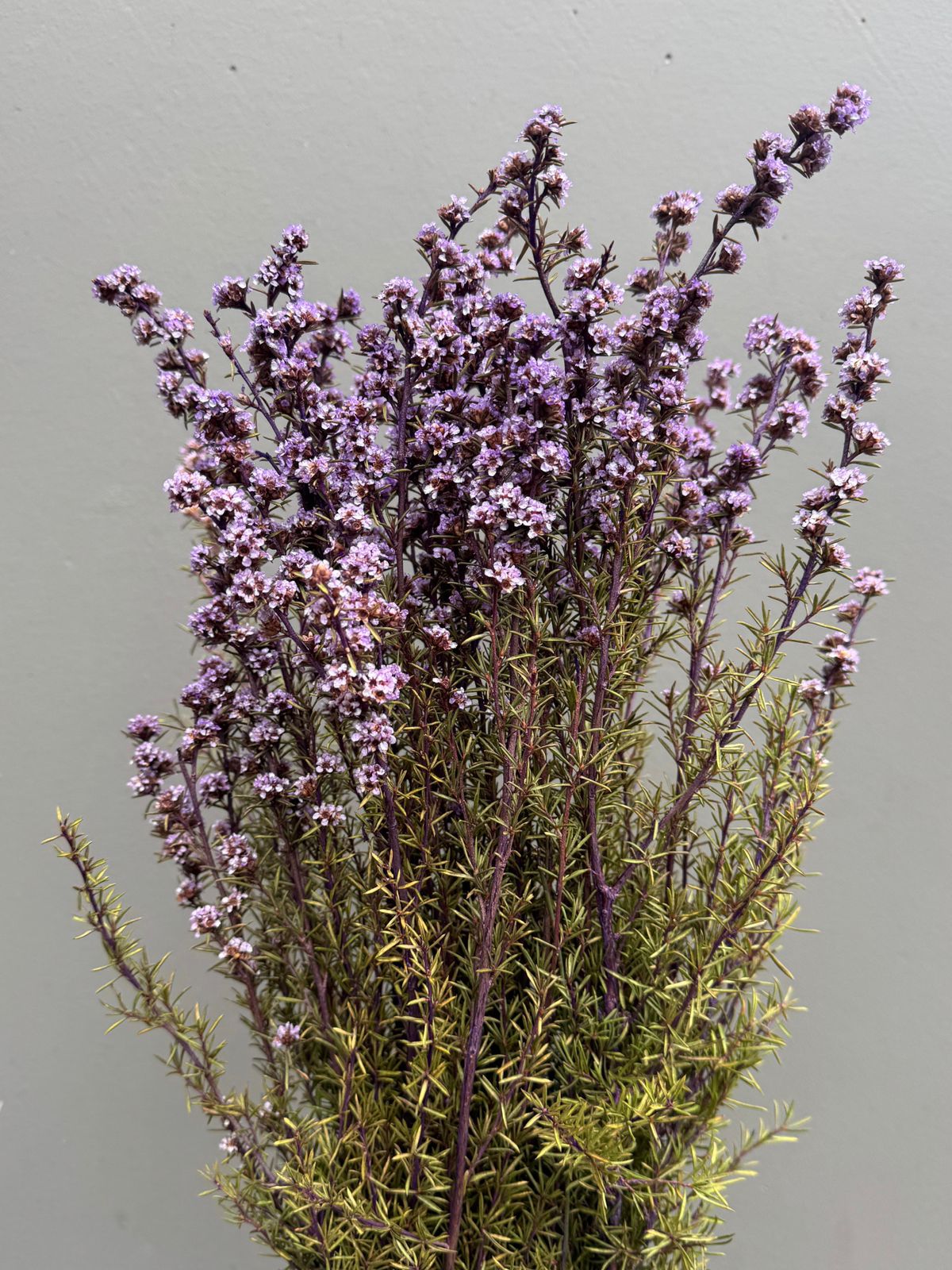 Native Tea Tree - Leptospermum scoparium - Dry Flowers Traders | Dried and Preserved Flowers