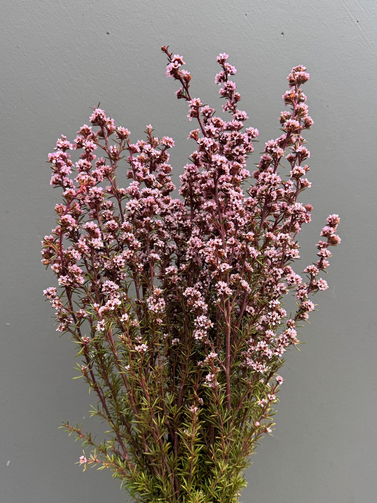 Native Tea Tree - Leptospermum scoparium - Dry Flowers Traders | Dried and Preserved Flowers