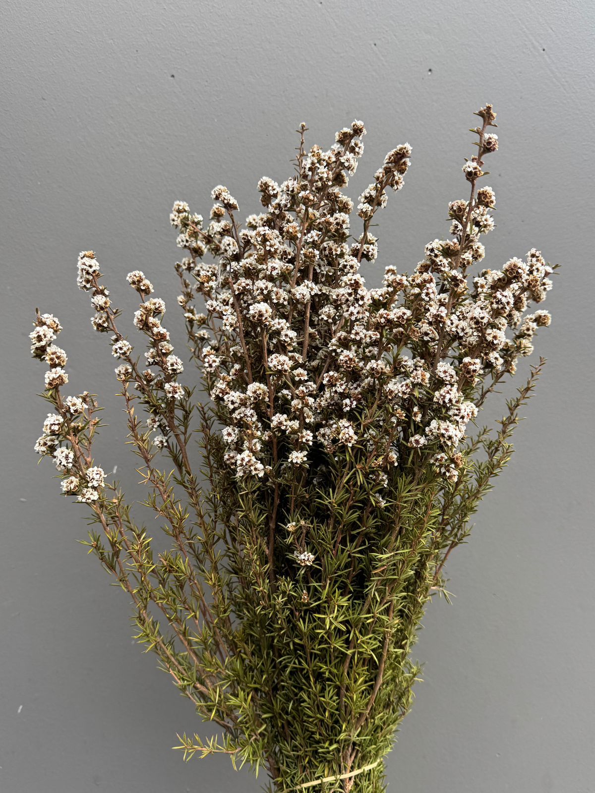 Native Tea Tree - Leptospermum scoparium - Dry Flowers Traders | Dried and Preserved Flowers