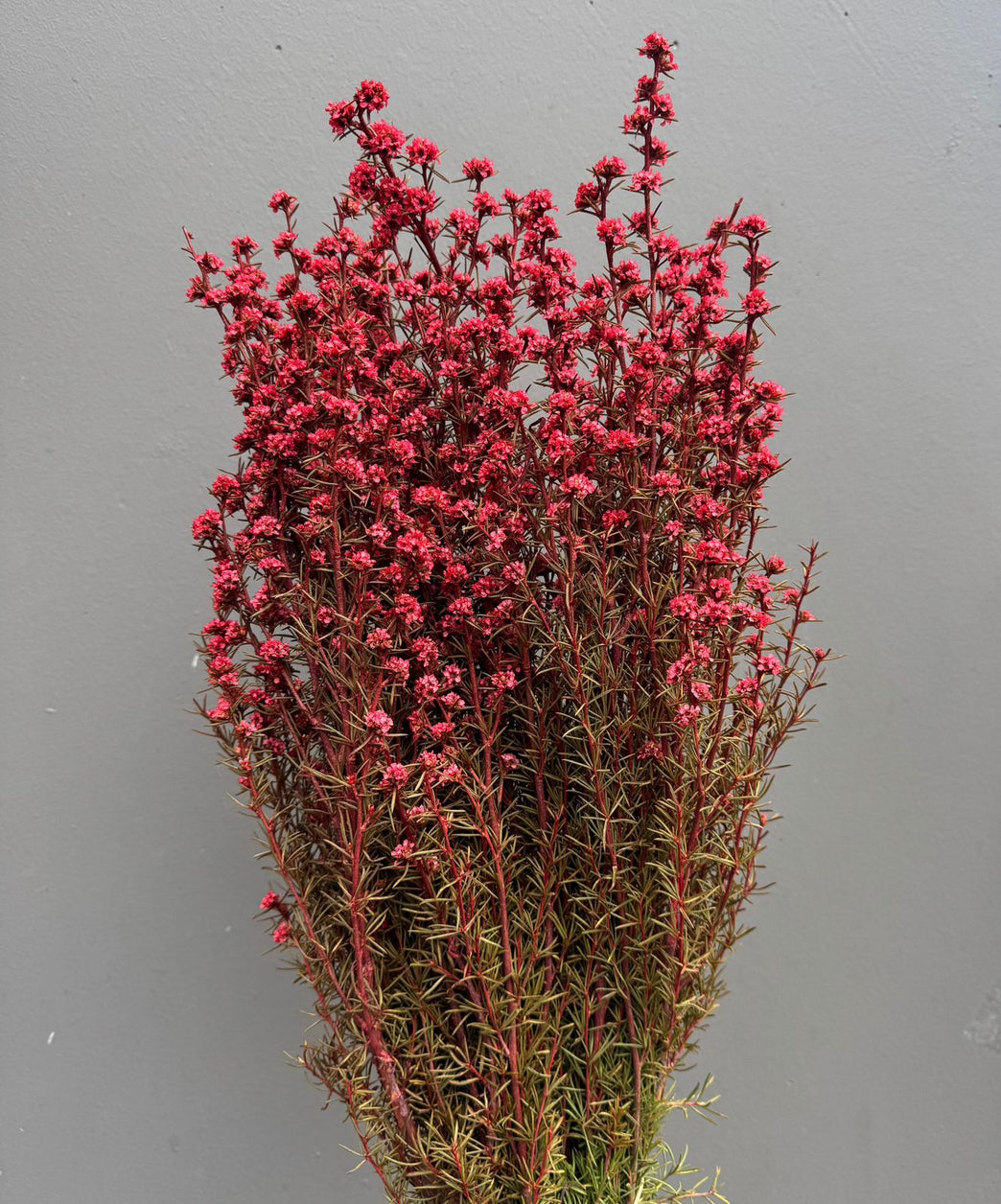 Native Tea Tree - Leptospermum scoparium - Dry Flowers Traders | Dried and Preserved Flowers