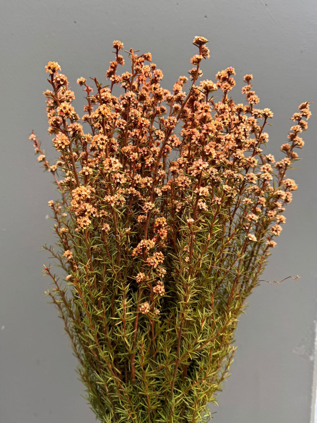 Native Tea Tree - Leptospermum scoparium - Dry Flowers Traders | Dried and Preserved Flowers