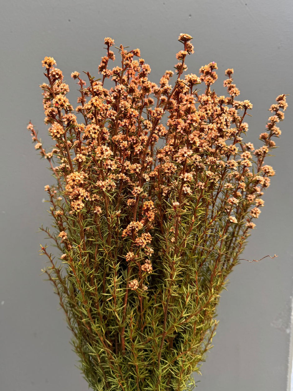 Native Tea Tree - Leptospermum scoparium - Dry Flowers Traders | Dried and Preserved Flowers