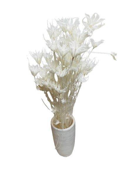 Octagon Flower (Nigella orientalis) - Dry Flowers Traders