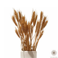 Wheat - Triticum - Dry Flowers Traders