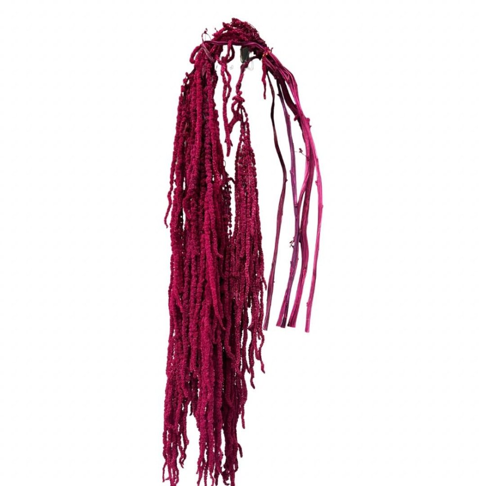 Amaranthus (Caudatus) - Dry Flowers Traders | Dried and Preserved Flowers