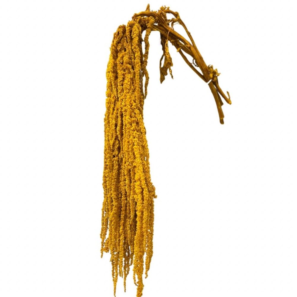 Amaranthus (Caudatus) - Dry Flowers Traders | Dried and Preserved Flowers