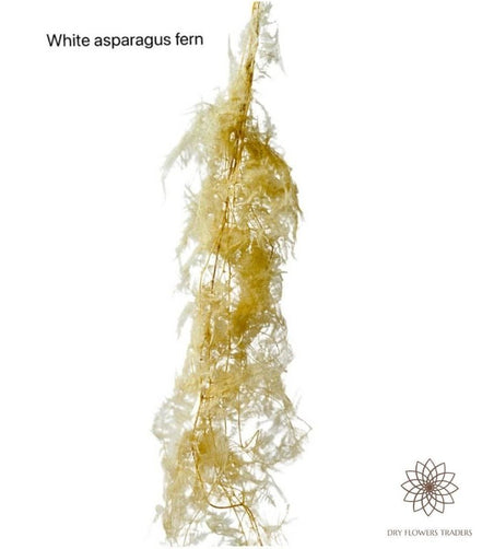 Asparagus Fern (Setaceus) - Dry Flowers Traders