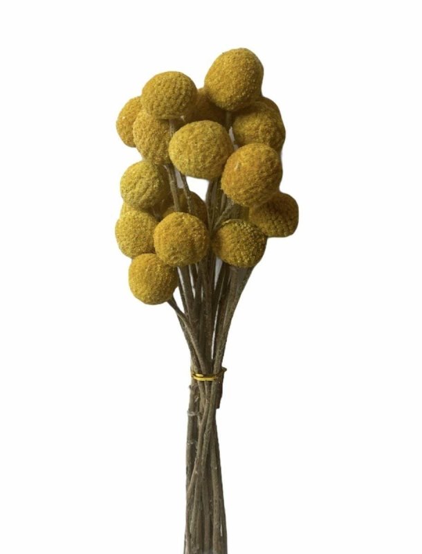 Billy Button (Pycnosorus) - Dry Flowers Traders