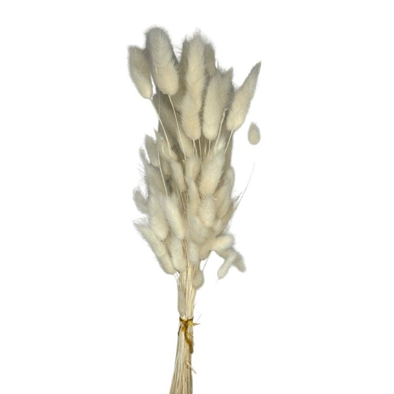 Bunny Tails (Lagurus ovatus) - Dry Flowers Traders | Dried and Preserved Flowers