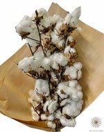 Cotton - Gossypium - Dry Flowers Traders