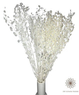 Delphinium- Mini lunaria annua - Dry Flowers Traders