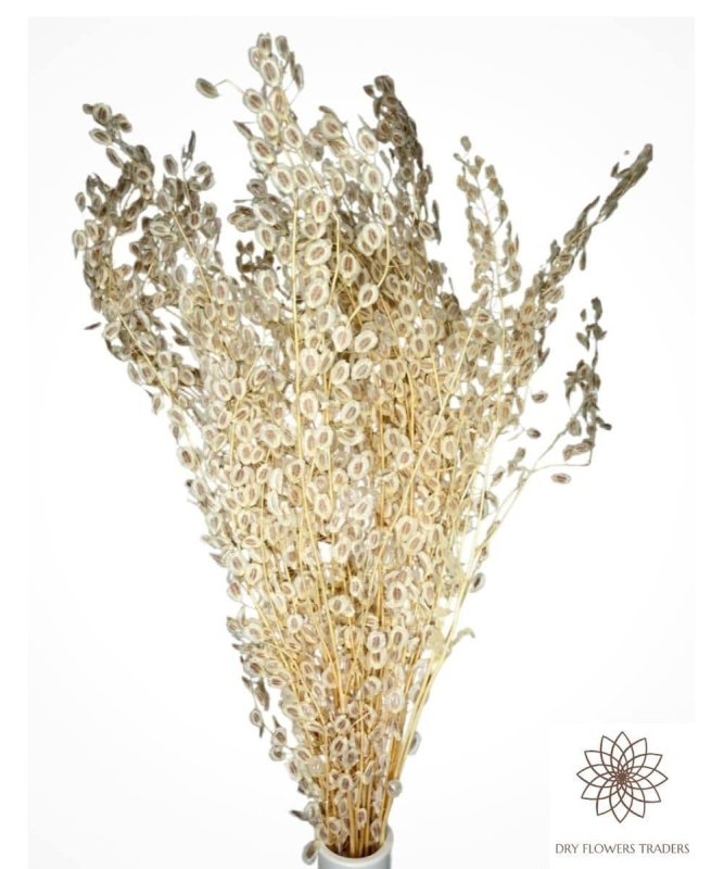 Delphinium- Mini lunaria annua - Dry Flowers Traders