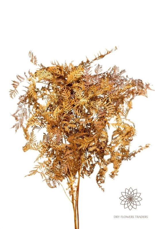 Dry Fern (Bracken Fern) - Dry Flowers Traders