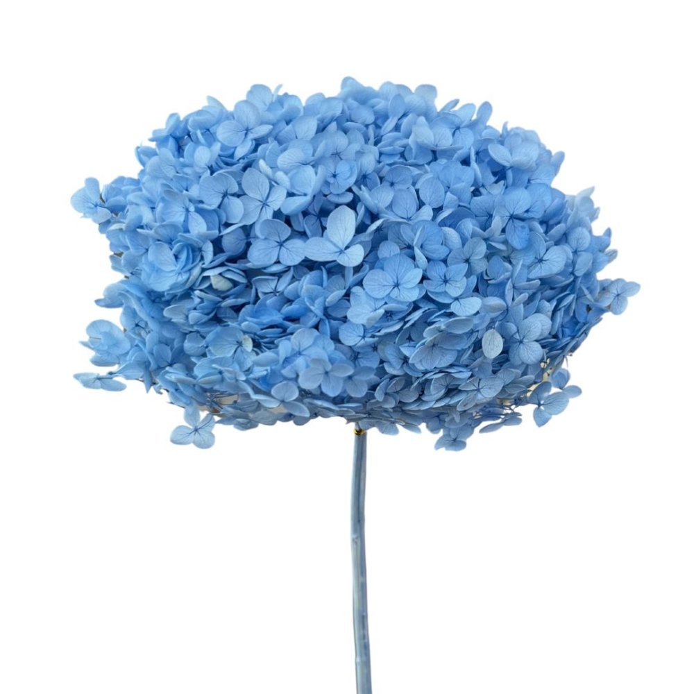 Preserved Hydrangea I Best Quality I Fast shipping Australia Wide – Peach  and Petals Dried Flowers