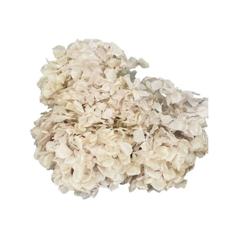Hydrangea's (Big Petals) Macrophylla - Dry Flowers Traders