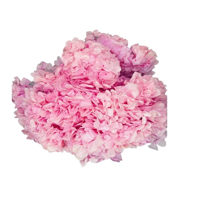 Hydrangea's (Big Petals) Macrophylla - Dry Flowers Traders