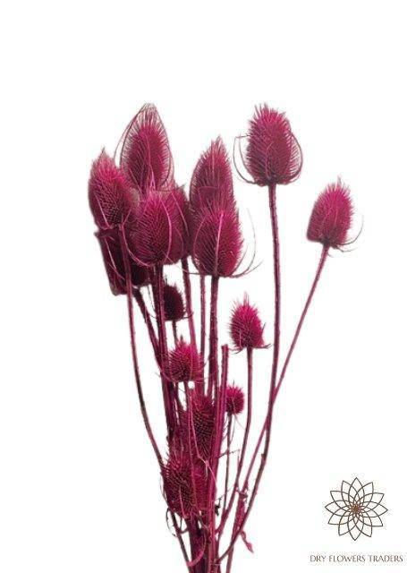 Thistle (Cirsium) - Dry Flowers Traders