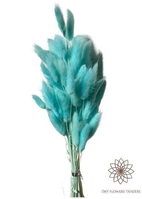 Bunny Tails (Lagurus ovatus) - Dry Flowers Traders